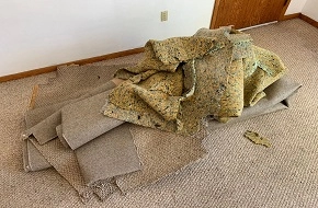 Top Palm Harbor Carpet Removal Mistakes