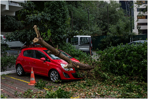 Storm Clean up with Pro Junk Dispatch