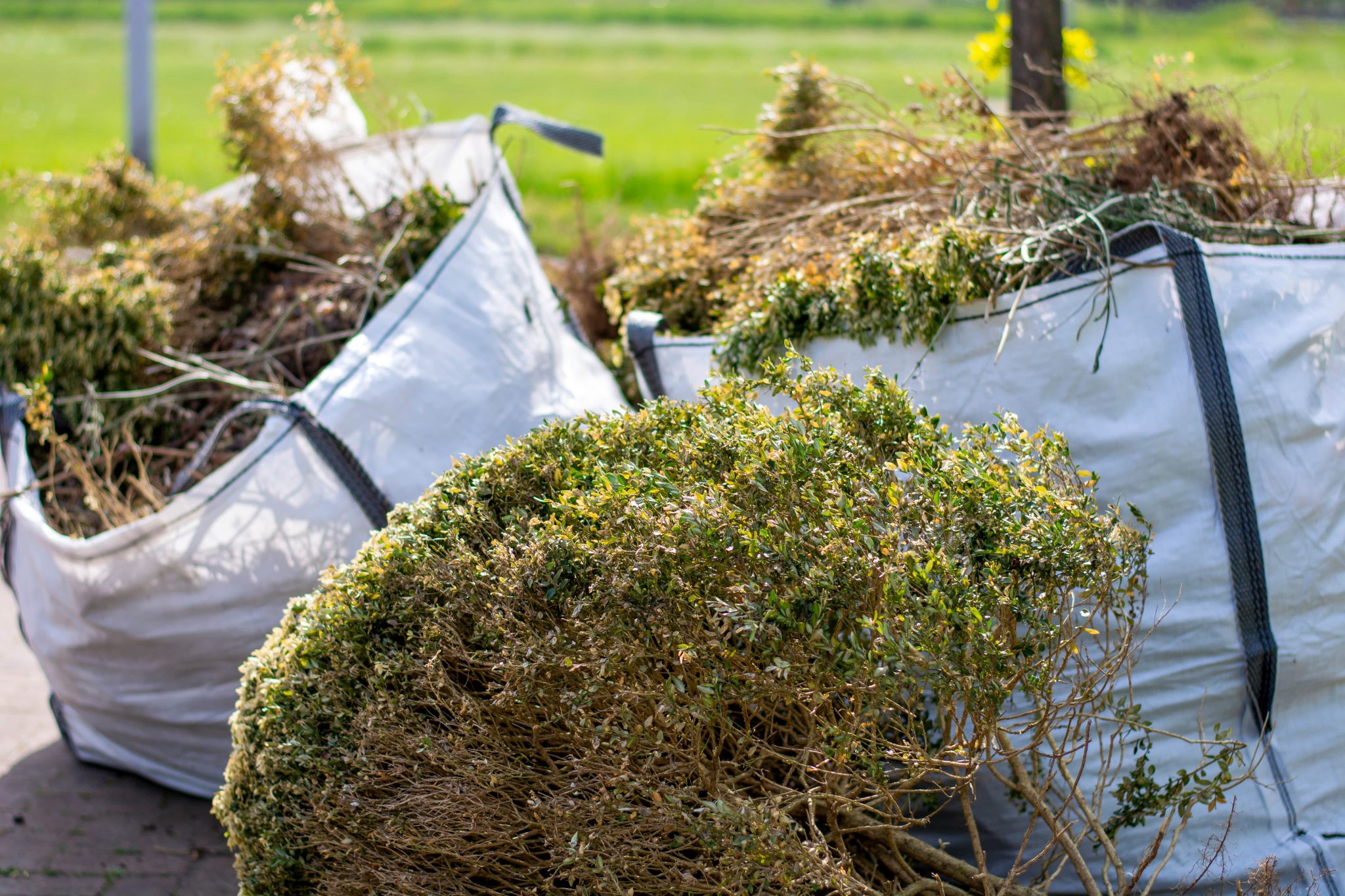 Lawn Waste Disposal in Oldsmar Pro Junk Dispatch